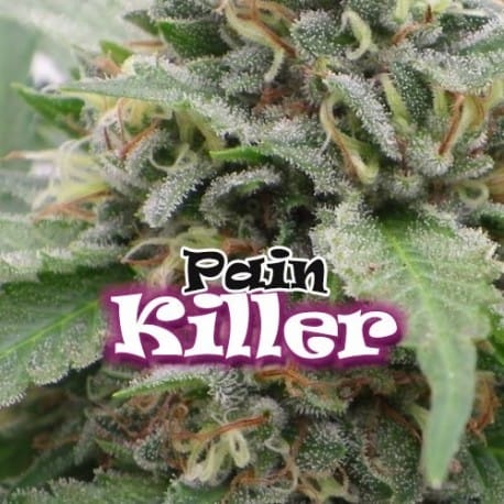 Painkiller Cannabis Seeds - Dr Underground