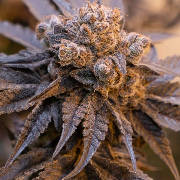 Purple Punch Auto Cannabis Seeds - High Speed Buds