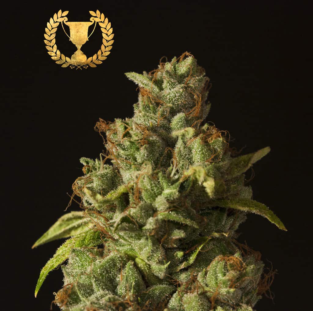 Rollex OG Cannabis Seeds - Devils Harvest Seeds