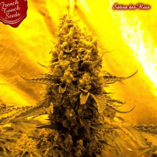 Sativa Des Rois Cannabis Seeds - French Touch Seeds