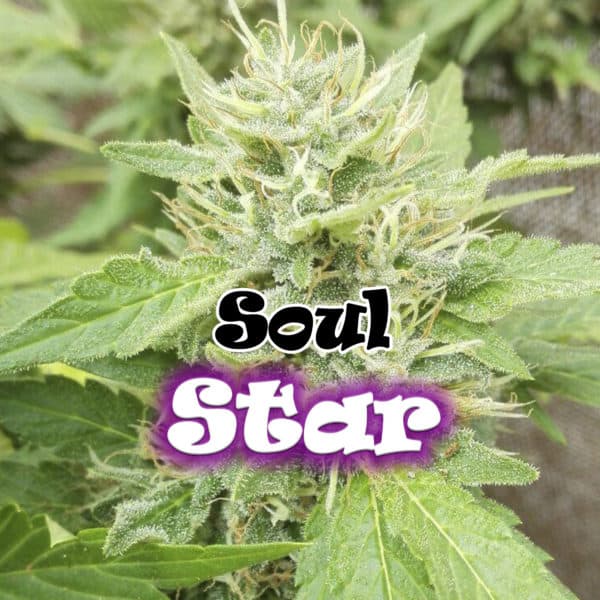 Soul Star Cannabis Seeds - Dr Underground