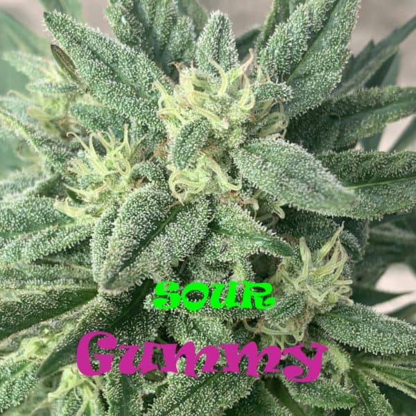 Sour Gummy Cannabis Seeds - Dr Underground