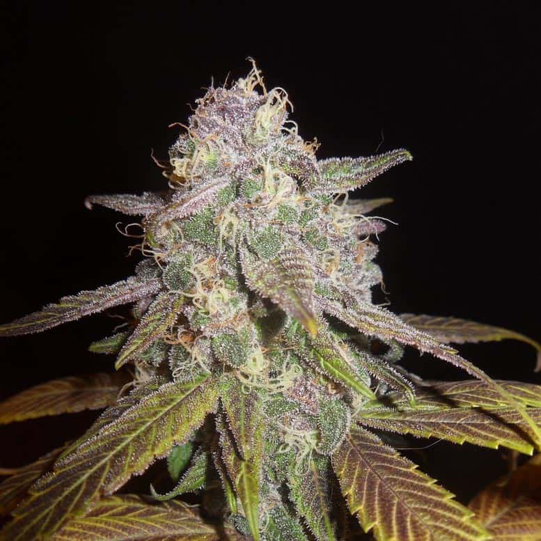 True Blueberry Cannabis Seeds - DJ Short