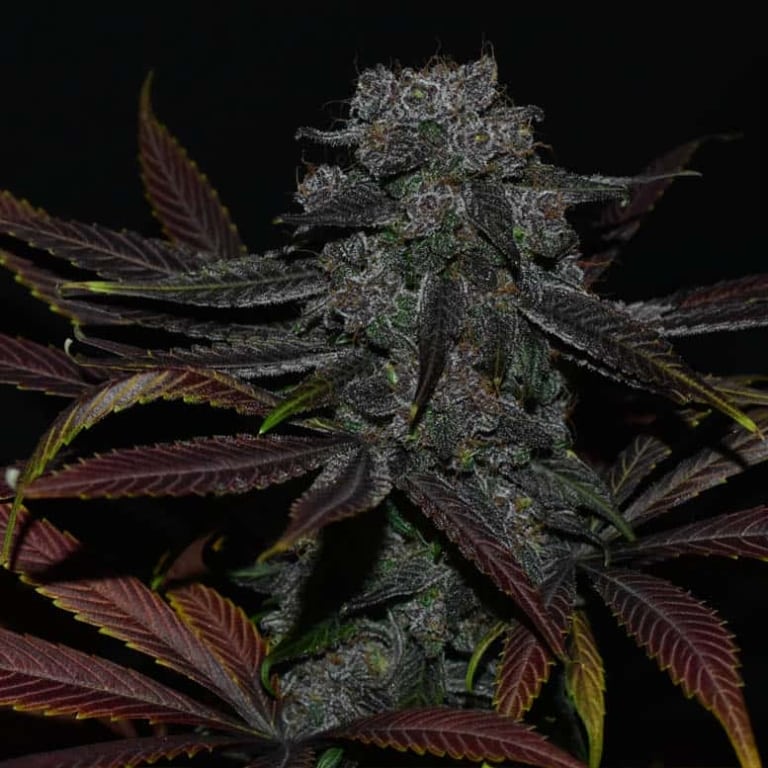 Velvet Krush Cannabis Seeds - DJ Short