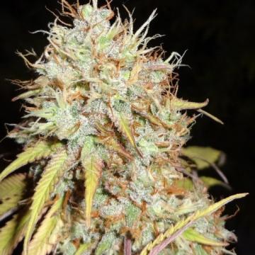 Amnesia Express Auto Cannabis Seeds - Phoenix Seeds
