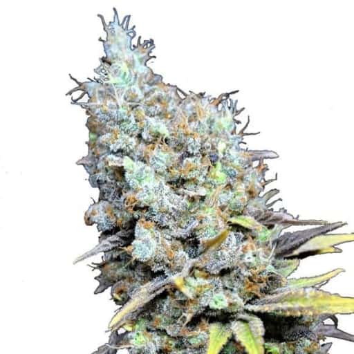 CBD Big Bud Super Skunk Cannabis Seeds - CBD Botanic