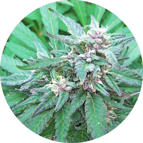 Blueberry Crystal Cannabis Seeds - Top Tao Seeds