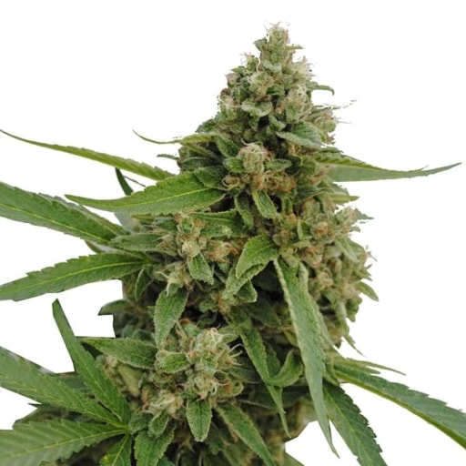 CBD Bubba Kush Cannabis Seeds - CBD Botanic
