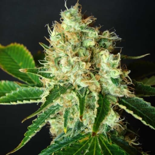 Bubblicious Cannabis Seeds - Resin Seeds