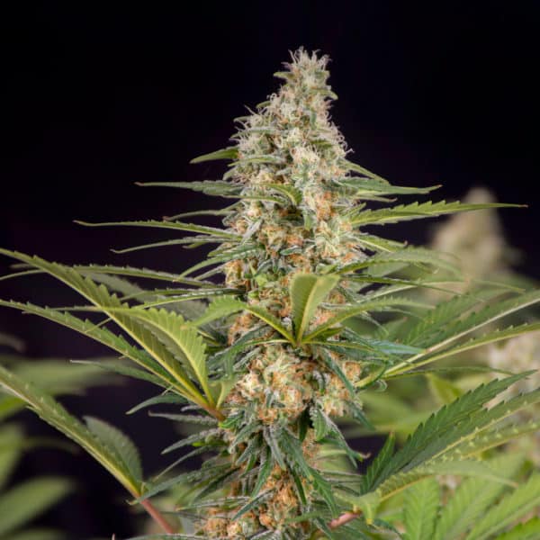 Cali Crusher Cannabis Seeds - Doctor's Choice
