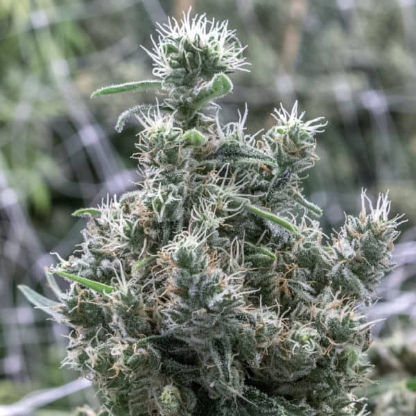 Cannatonic Cannabis Seeds - Resin Seeds