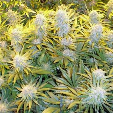 CBD Critical Mass Cannabis Seeds - Phoenix Seeds
