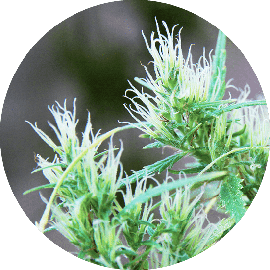 CBD Haze Auto Cannabis Seeds - Top Tao Seeds