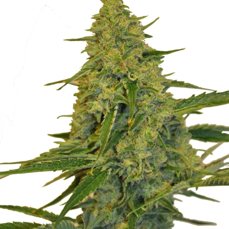 CBD Chem Dawg Cannabis Seeds - CBD Botanic