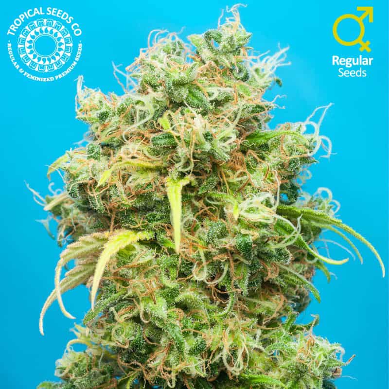 Ciskei Cannabis Seeds - Tropical Seeds