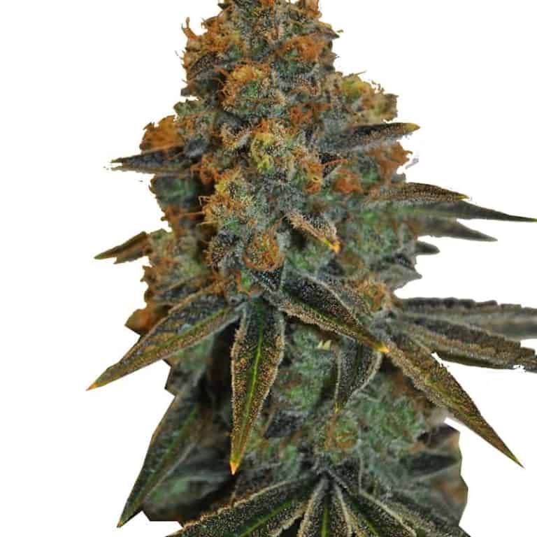 CBD D Diesel Cannabis Seeds - CBD Botanic