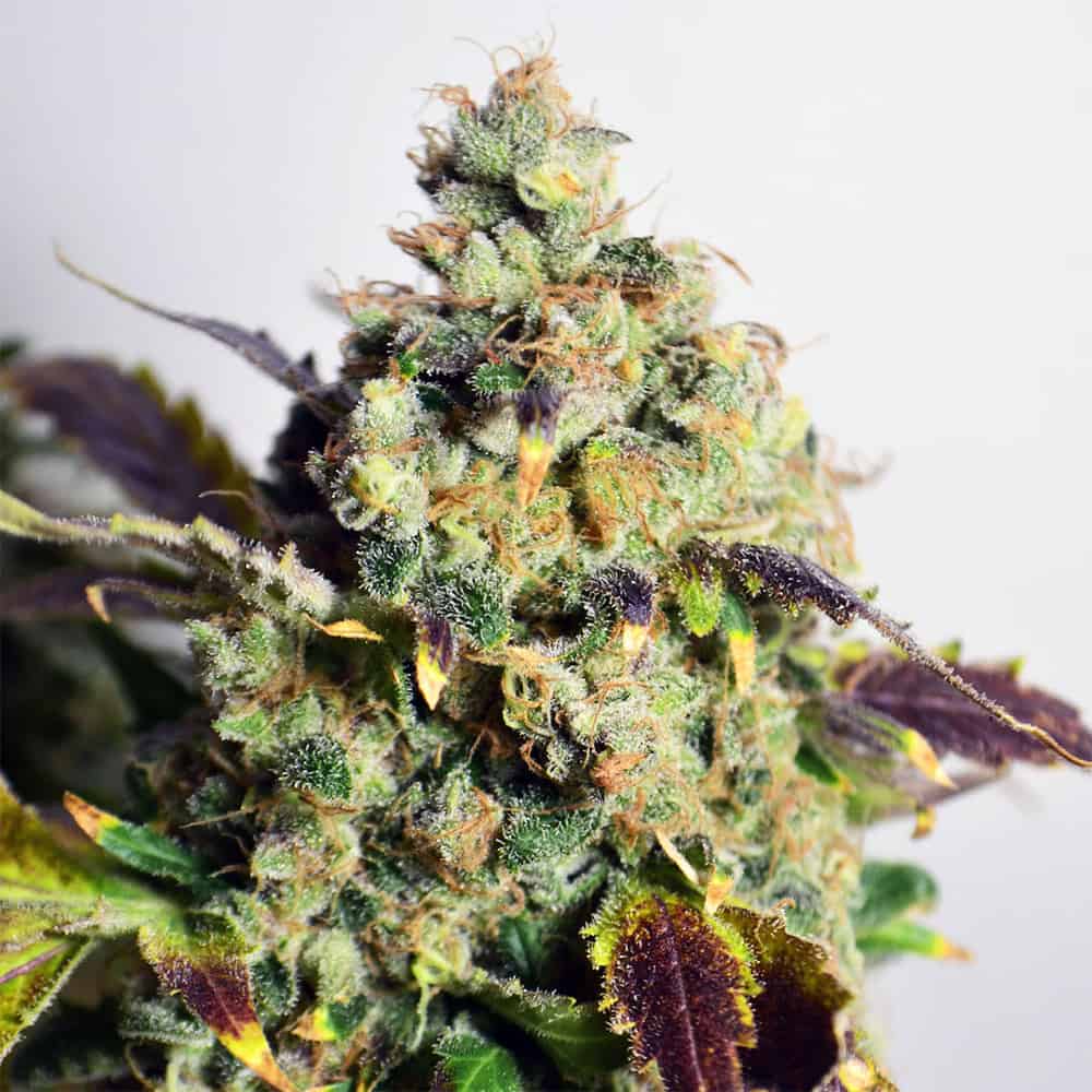 DC Kush Cannabis Seeds - Doctor's Choice