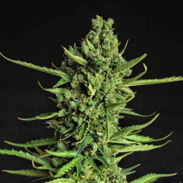 Devotchka Cannabis Seeds - Doctor's Choice