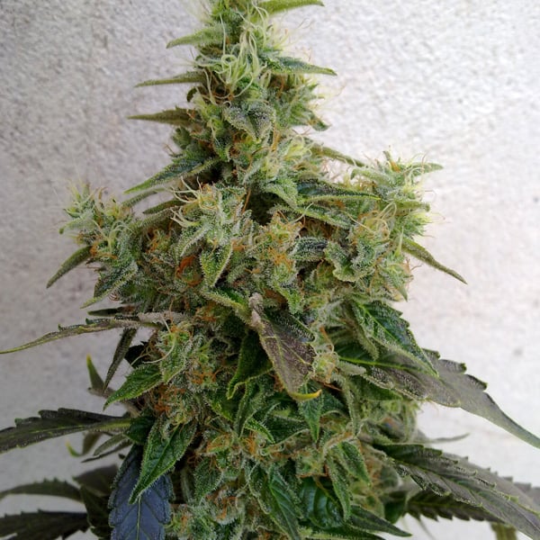 Dieseltonic Cannabis Seeds - Resin Seeds