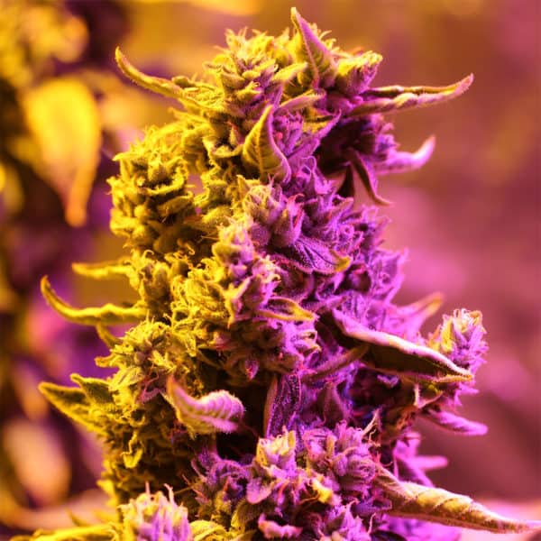 Doctor's Choice #1 Cannabis Seeds - Doctor's Choice