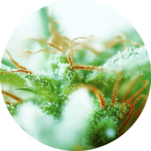 Dr Tao Sativa Cannabis Seeds - Top Tao Seeds