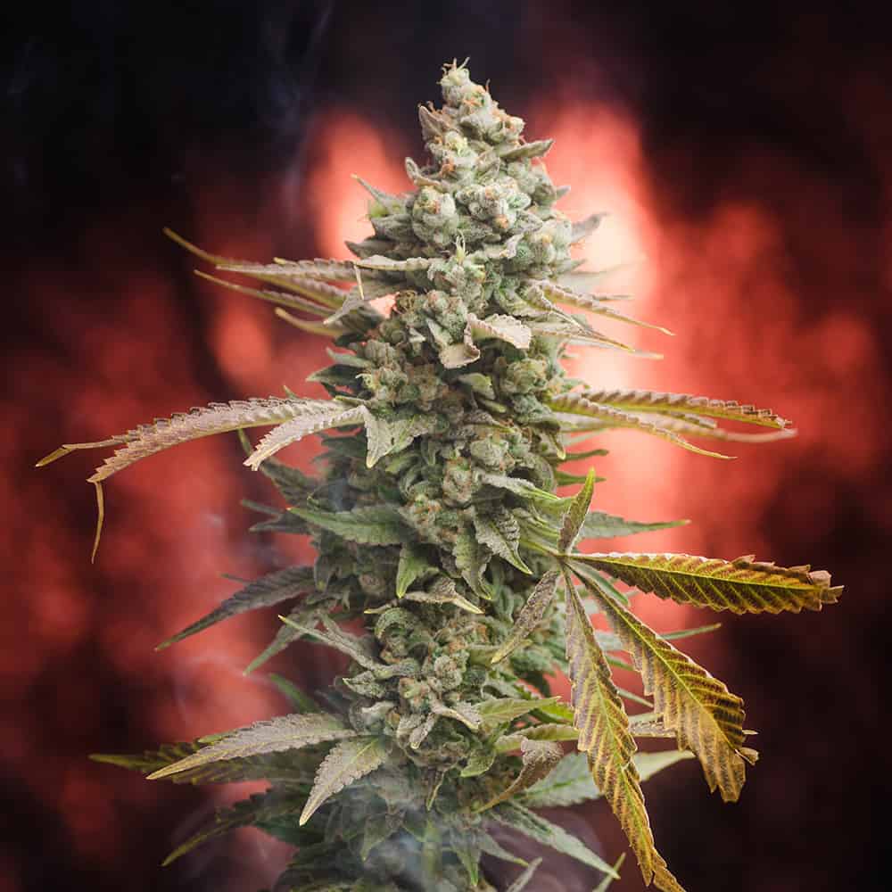 Dr Who Cannabis Seeds - Homegrown Natural Wonders