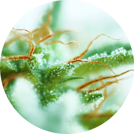 Early Sativa Cannabis Seeds - Top Tao Seeds