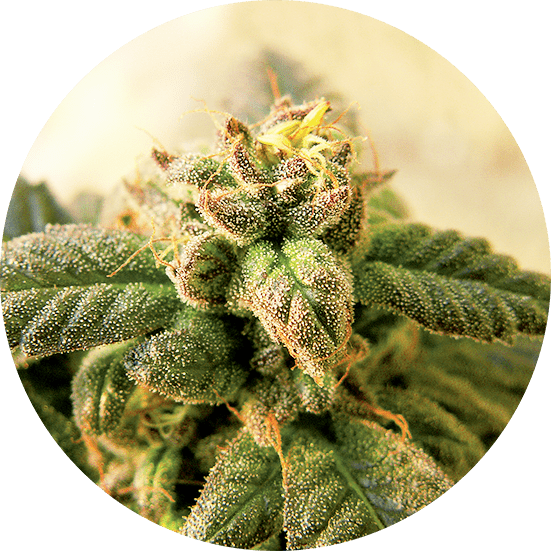 Early Top Tao Cannabis Seeds - Top Tao Seeds
