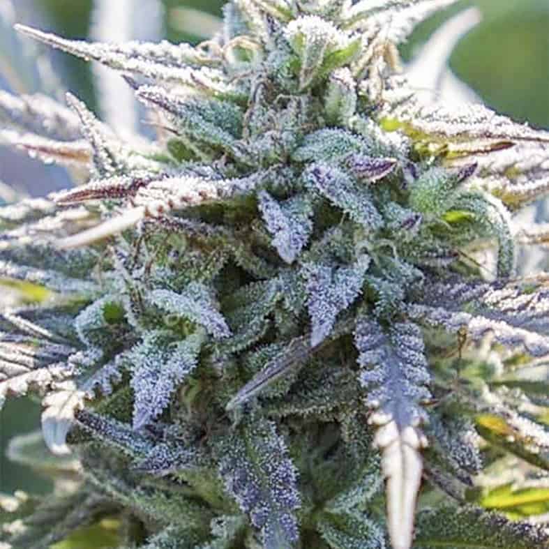 Grape Snowtrain Cannabis Seeds - Digital Genetics