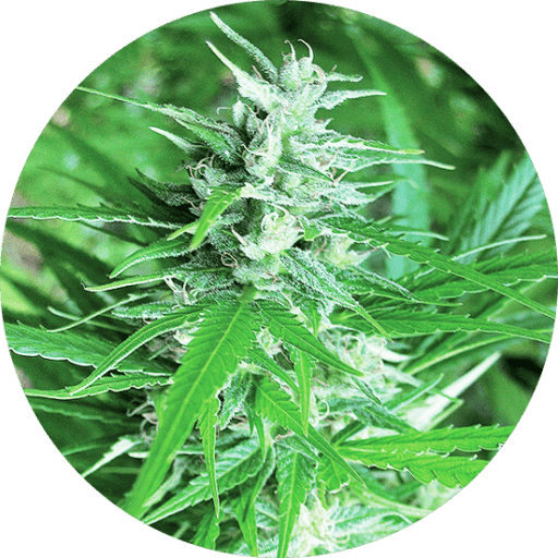 Haze Auto Cannabis Seeds - Top Tao Seeds