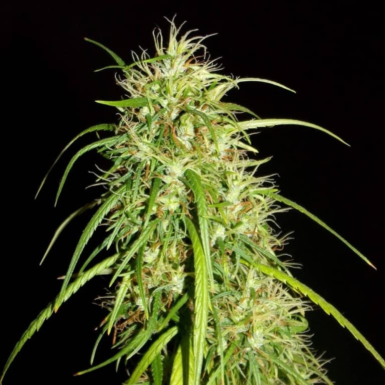 Kerala Chellakutti Cannabis Seeds - Khalifa Genetics