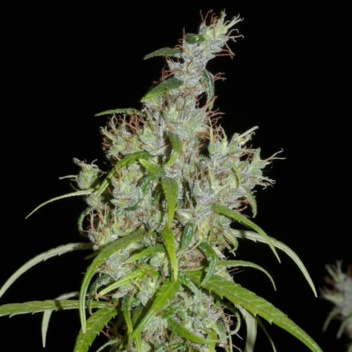 Kullu Valley Cannabis Seeds - Khalifa Genetics