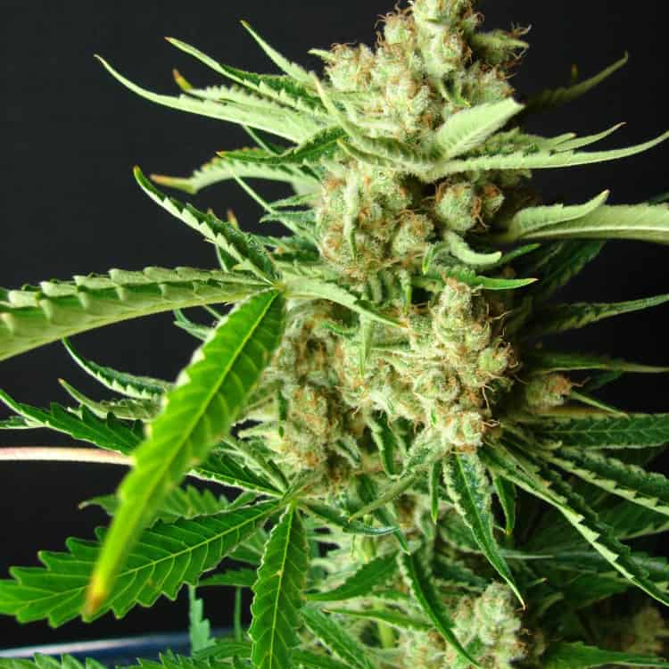 LA Ultra Cannabis Seeds - Resin Seeds