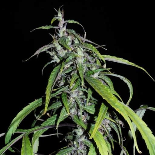Lao Highland Tribe Cannabis Seeds - Khalifa Genetics