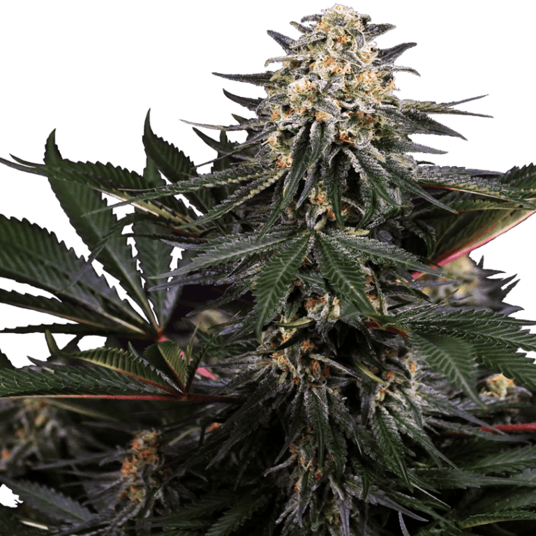 Lockdown Kush Cannabis Seeds - Sensi Seeds Research