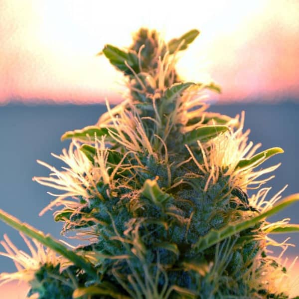 Lowryder Regular Cannabis Seeds - Doctor's Choice