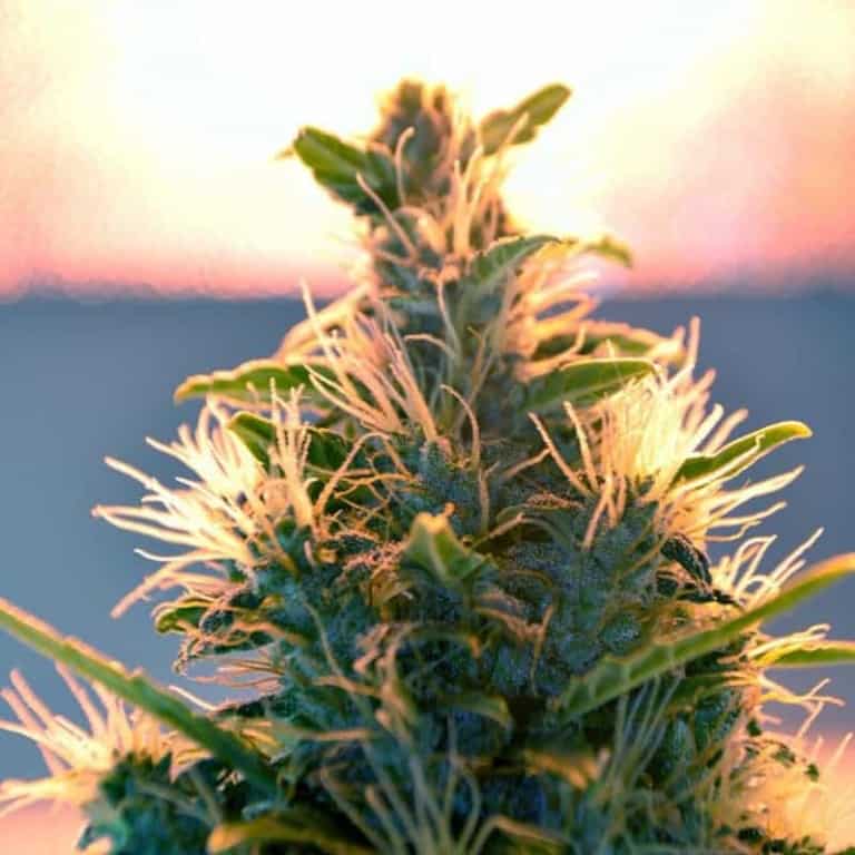 Lowryder Regular Cannabis Seeds - Doctor's Choice