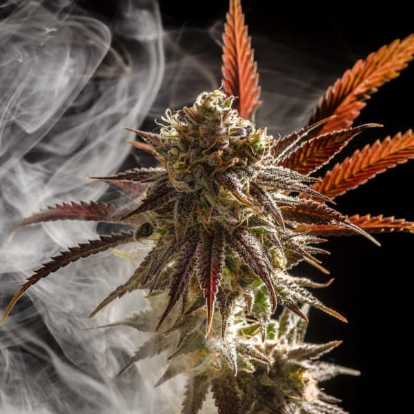 Micky Kush Cannabis Seeds - Homegrown Natural Wonders