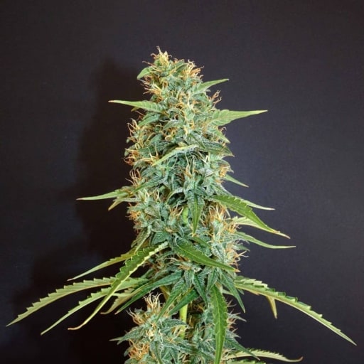 Moroccan Beldia Cannabis Seeds - Khalifa Genetics