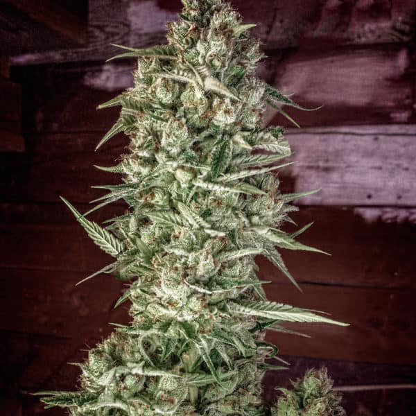 Nurse Jackie Cannabis Seeds - Homegrown Natural Wonders