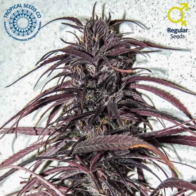 Old Congo Cannabis Seeds - Tropical Seeds