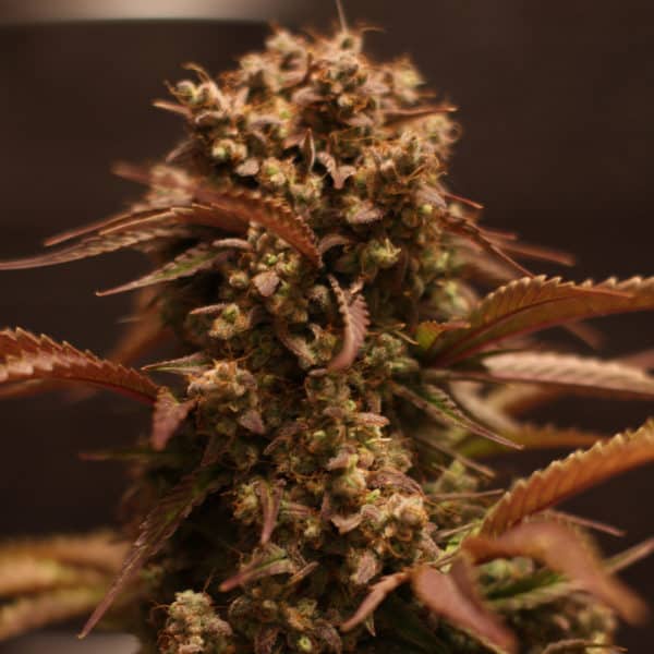Purple Ryder Cannabis Seeds - Doctor's Choice