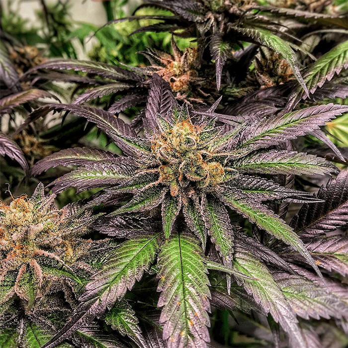 Purple Thai Cannabis Seeds