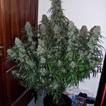 Quick Flowering THC Cannabis Seeds - Phoenix Seeds