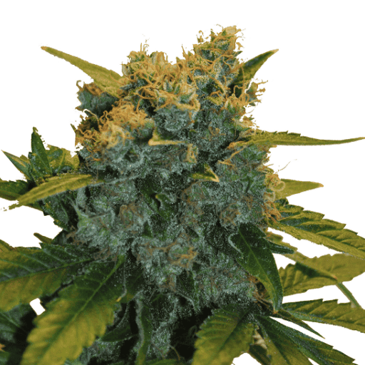 CBD Sensi Star Cannabis Seeds - CBD Botanic