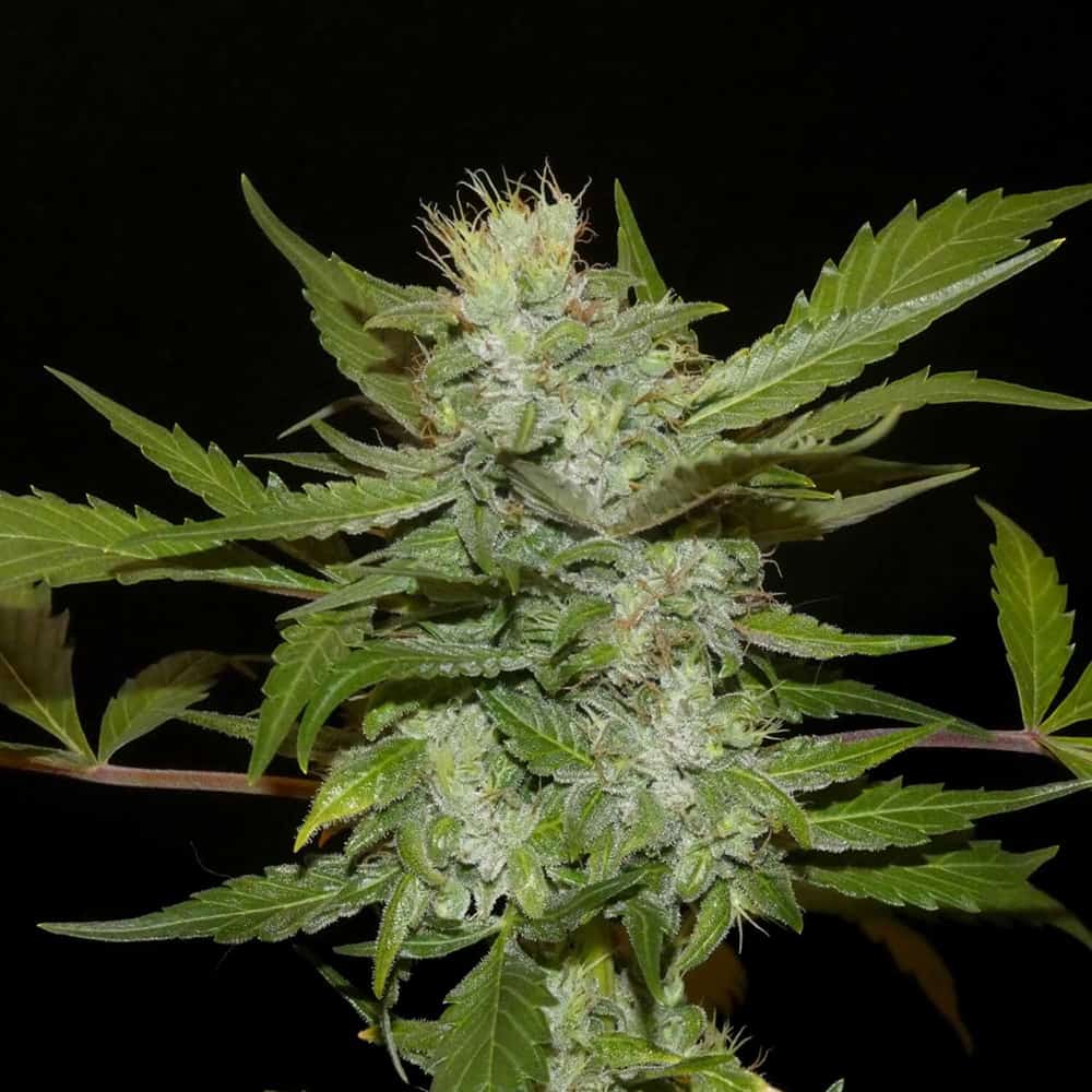 Sheberghan Hashplant Cannabis Seeds - Khalifa Genetics