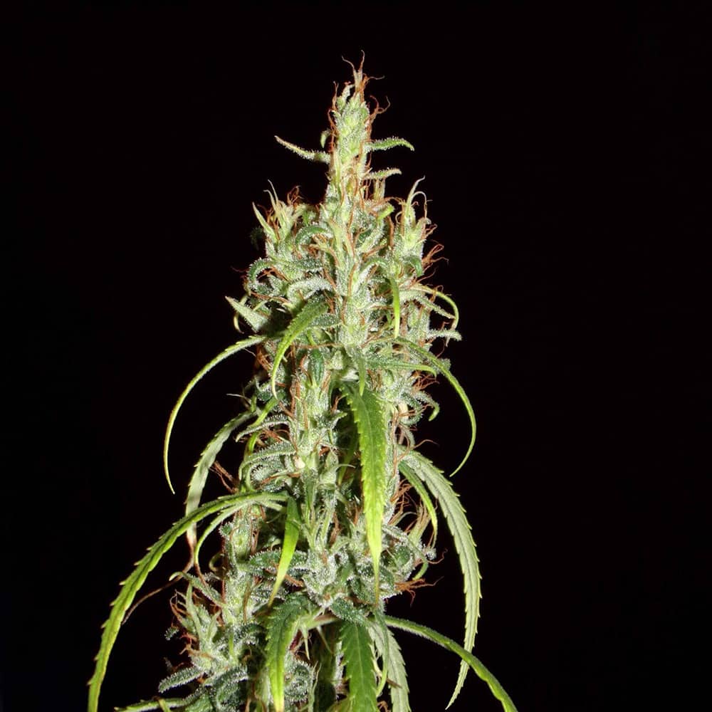 Siberian Ruderalis CBD Auto Cannabis Seeds - Khalifa Genetics