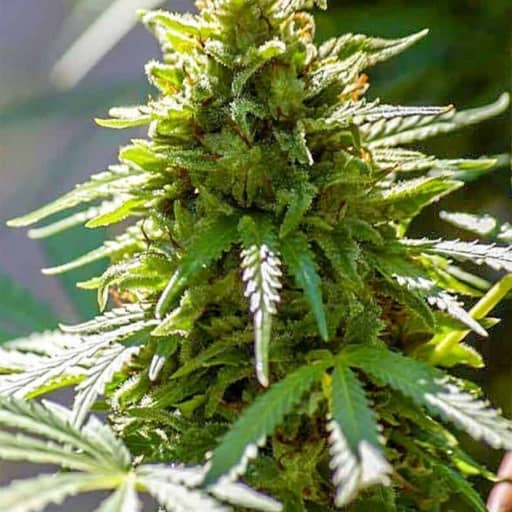 Snowberry Blue Cannabis Seeds - Digital Genetics
