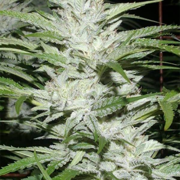 Snowfire Afghani Kush Cannabis Seeds - Digital Genetics
