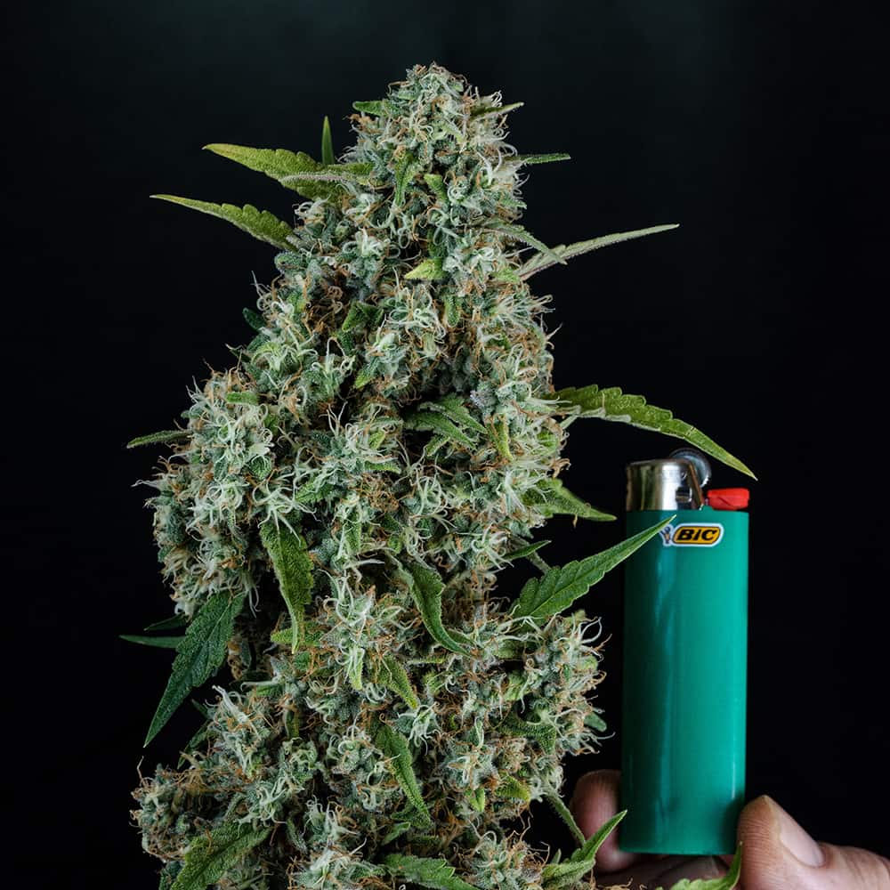 Sonic Screwdriver Cannabis Seeds - Homegrown Natural Wonders